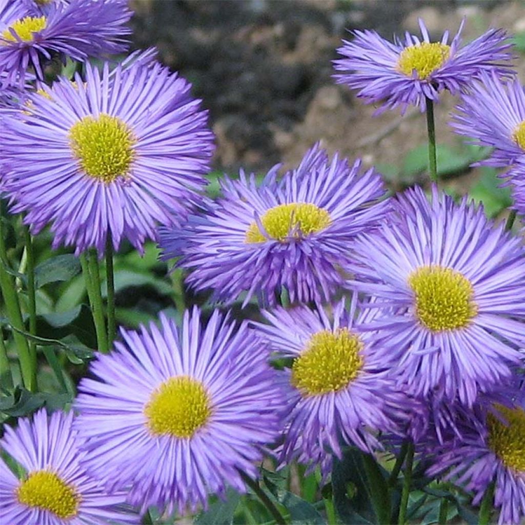 Erigeron speciosus Grandiflorus - Erigeron de Californie à grandes fleurs - Vergerette gracieuse à grandes fleurs