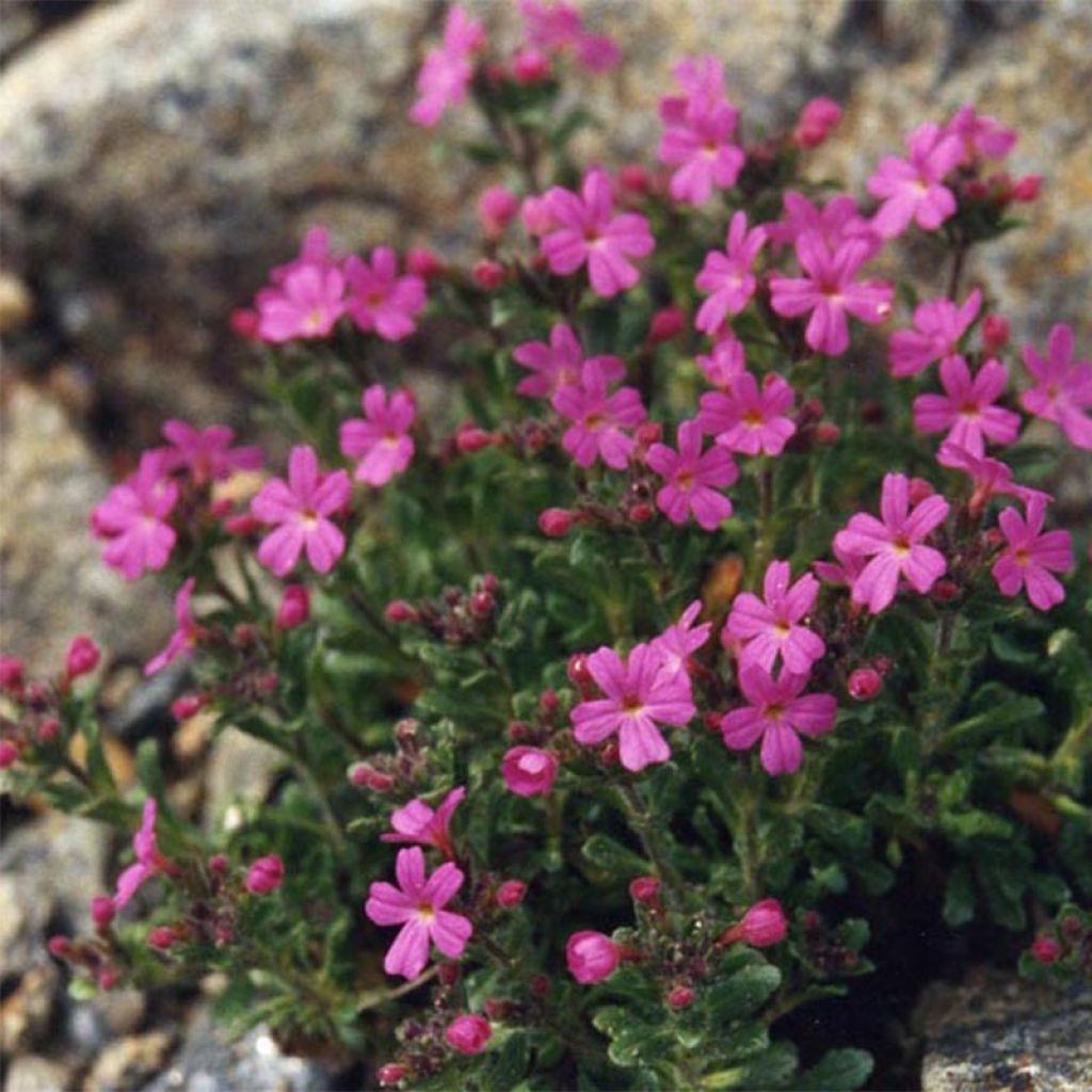 Erinus alpinus Dr Hälne - Erine des Alpes