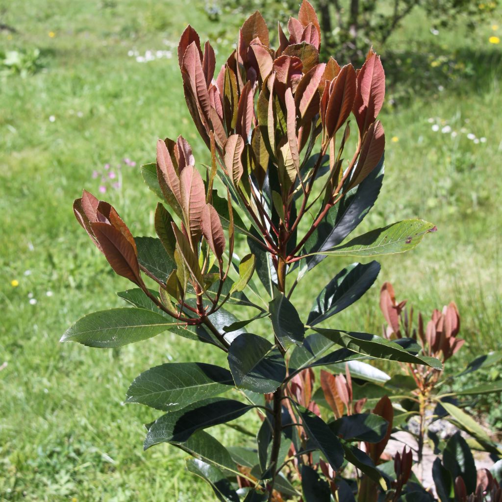 Eriobotrya japonica Coppertone - Néflier du Japon