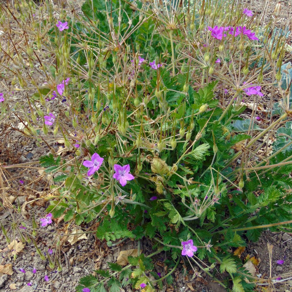 Erodium manescavii - Bec de Grue