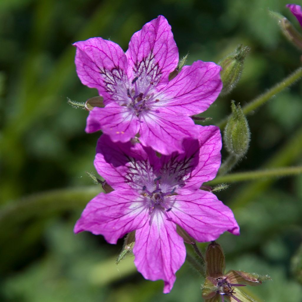 Erodium manescavii - Alfileria