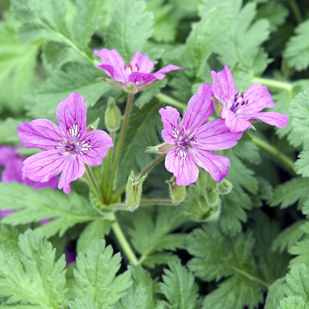 Erodium manescavii - Alfileria