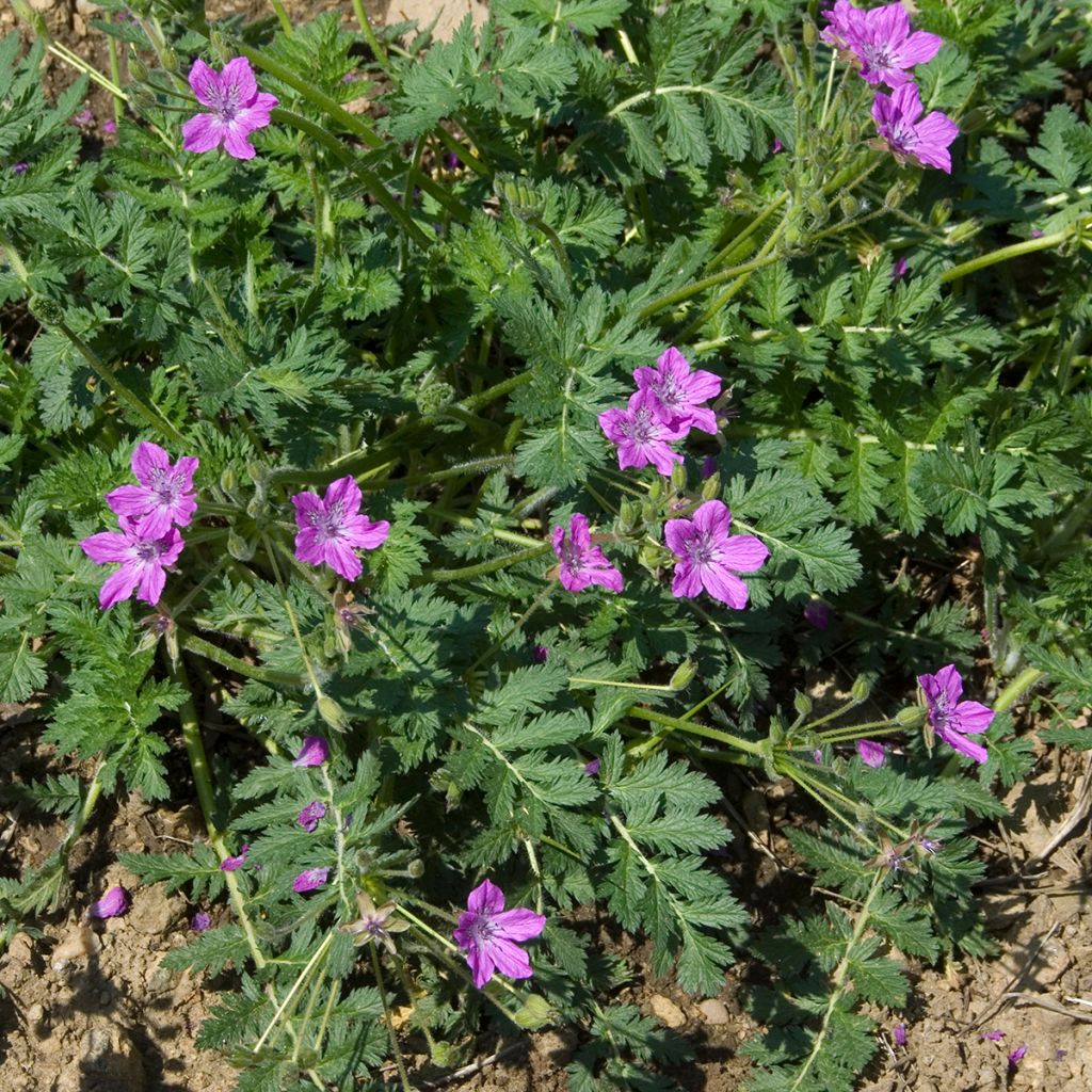 Erodium manescavii - Alfileria