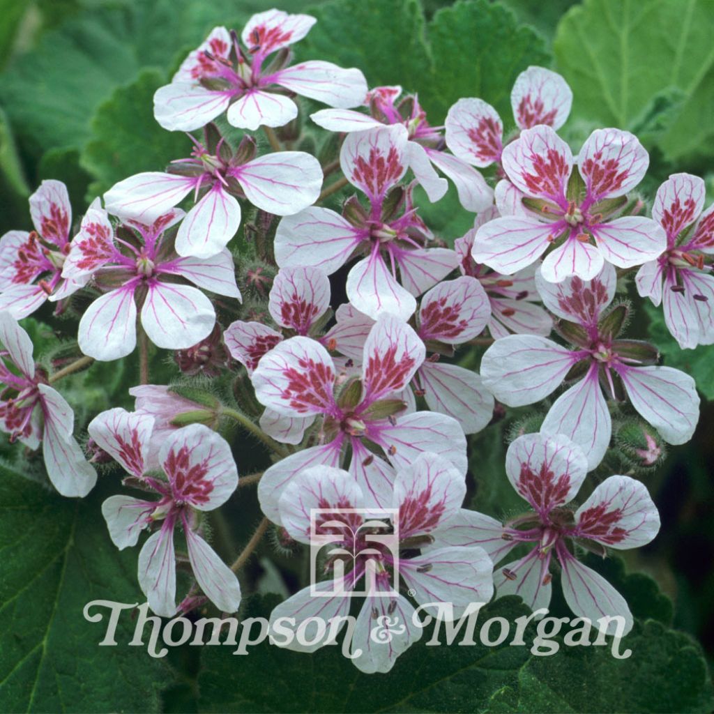 Erodium Pelargoniflorum Sweetheart