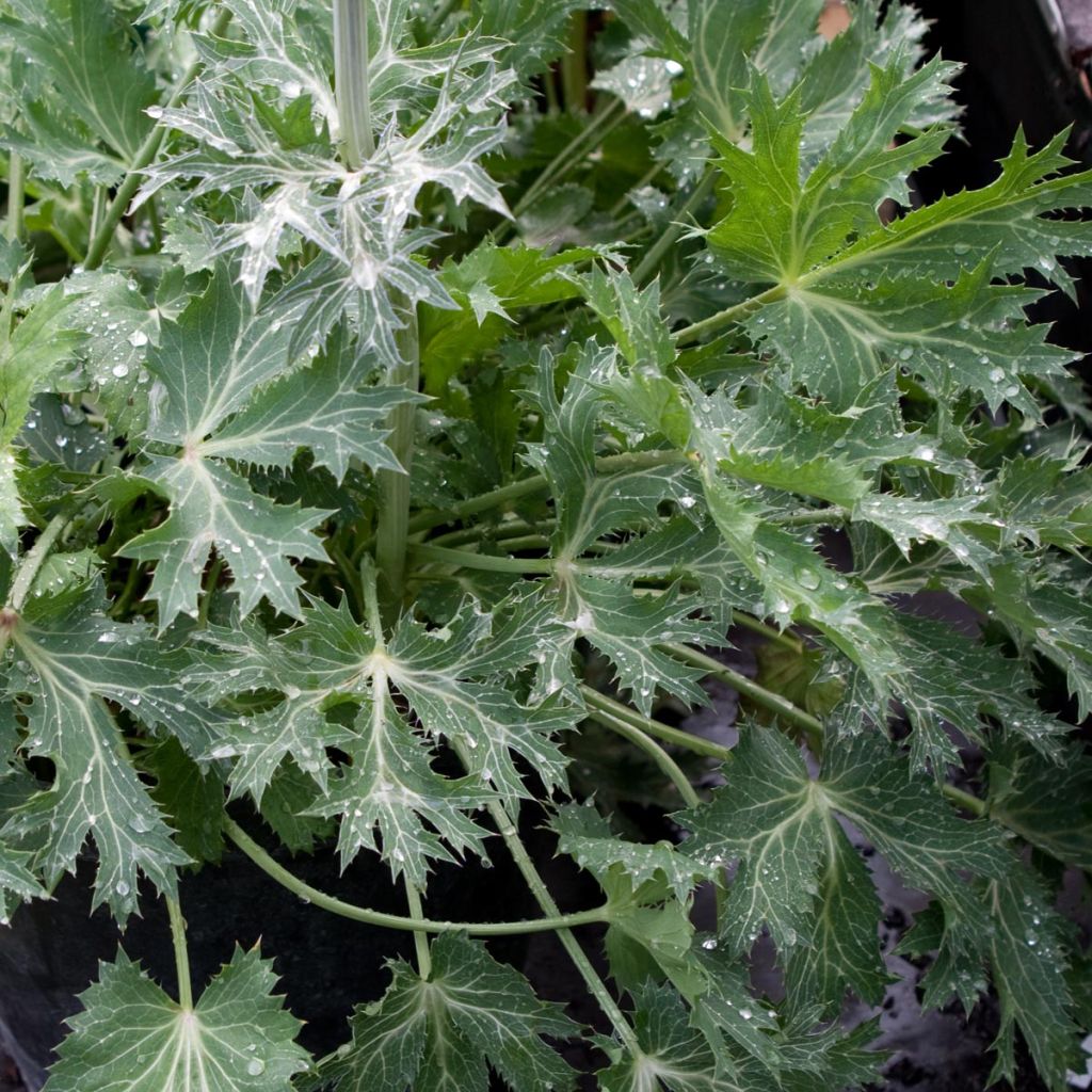 Eryngium zabelii Jos Eijking - Eringio