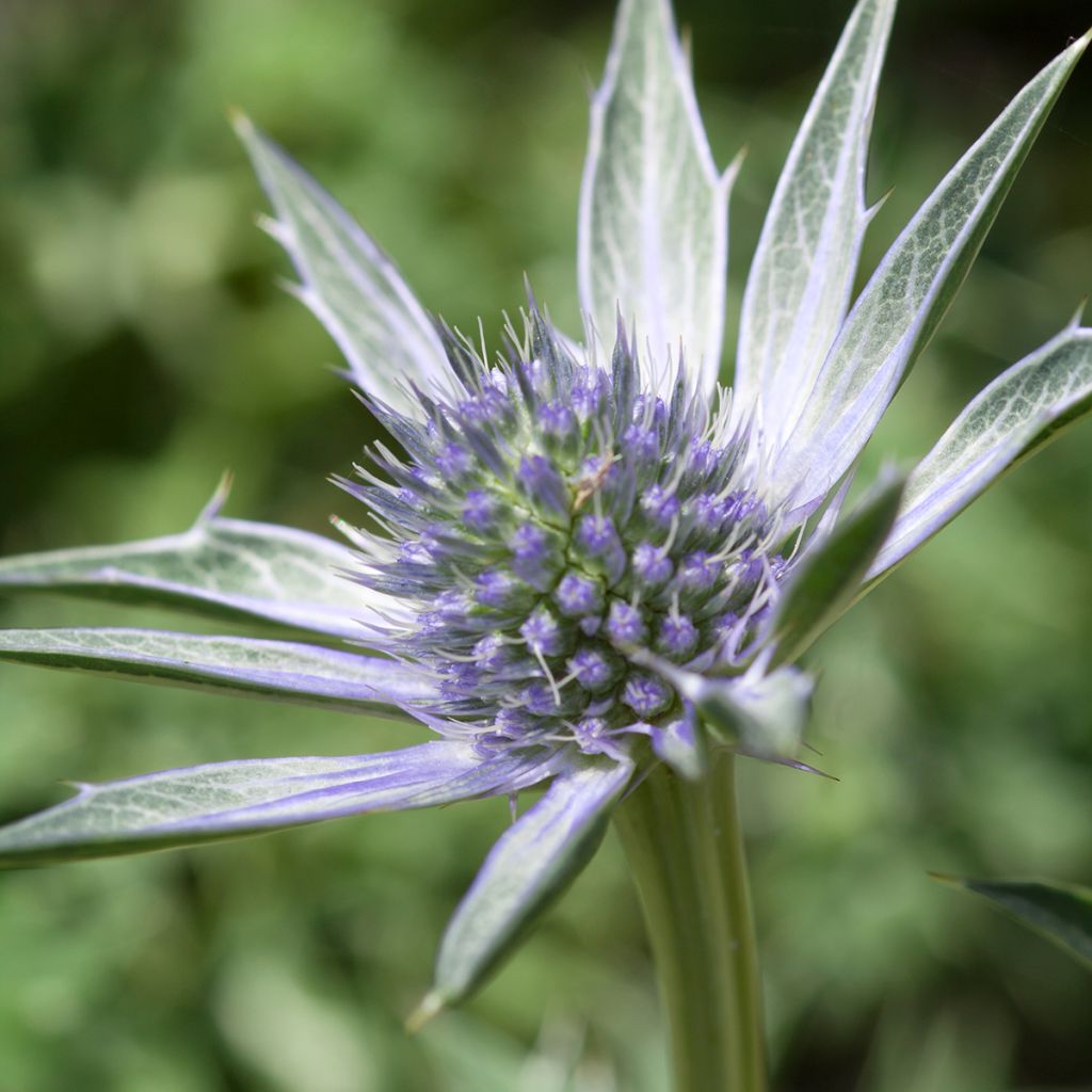 Eryngium zabelii Jos Eijking - Eringio