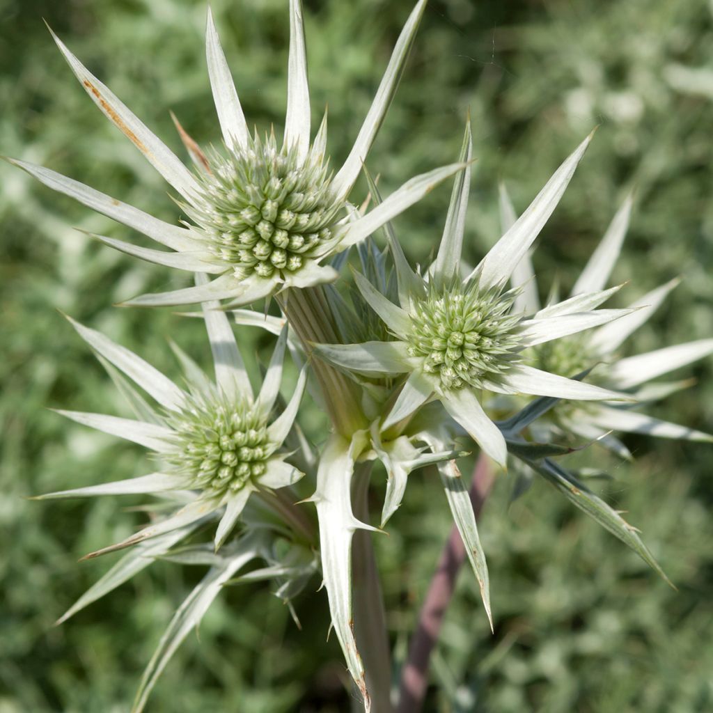 Eryngium zabelii Jos Eijking - Eringio