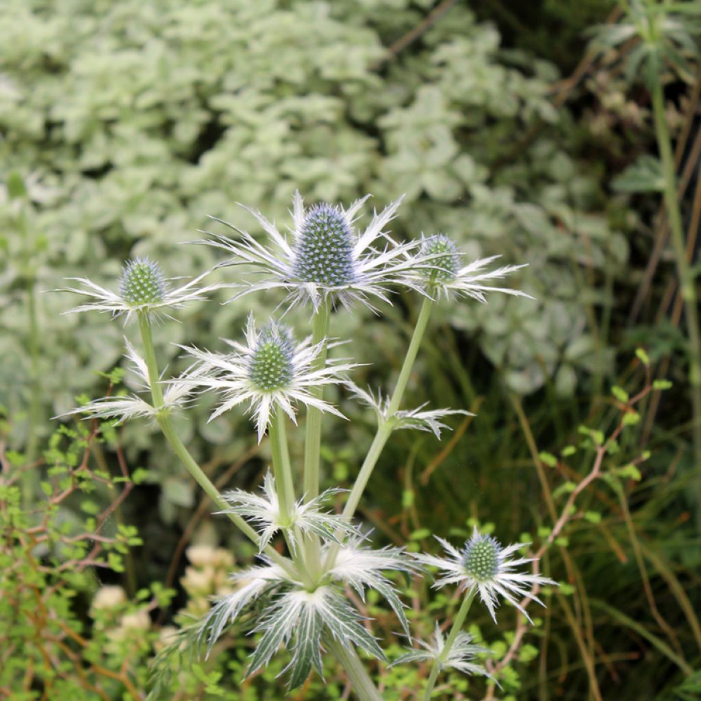 Eryngium zabelii Jos Eijking - Eringio