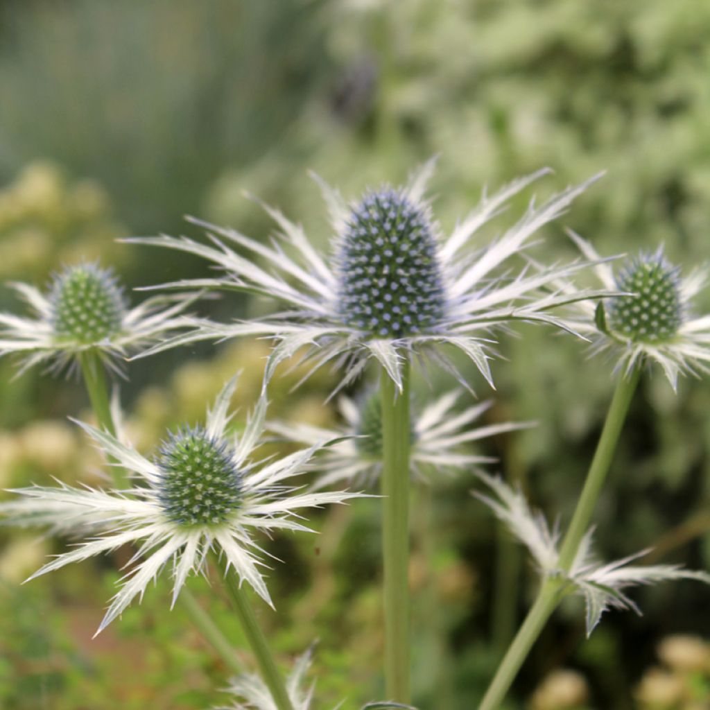 Eryngium zabelii Jos Eijking - Eringio