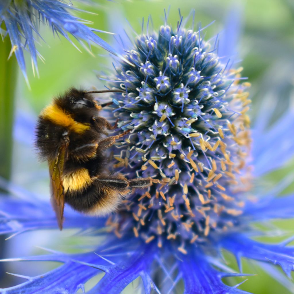 Eryngium maritimum Lapis Blue - Cardo de mar