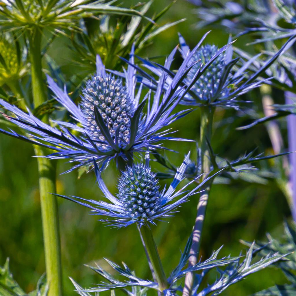 Eryngium maritimum Lapis Blue - Cardo de mar