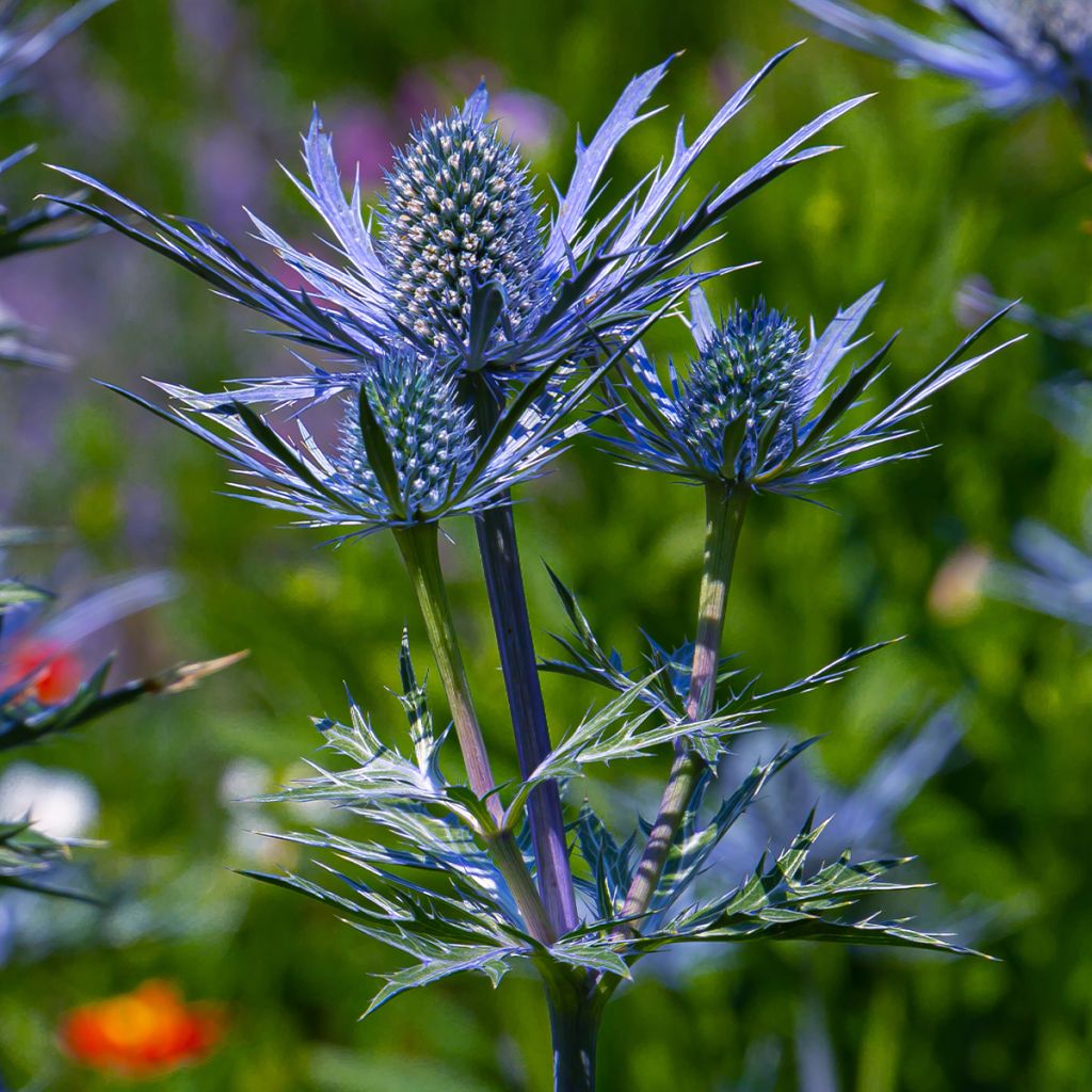 Eryngium maritimum Lapis Blue - Cardo de mar