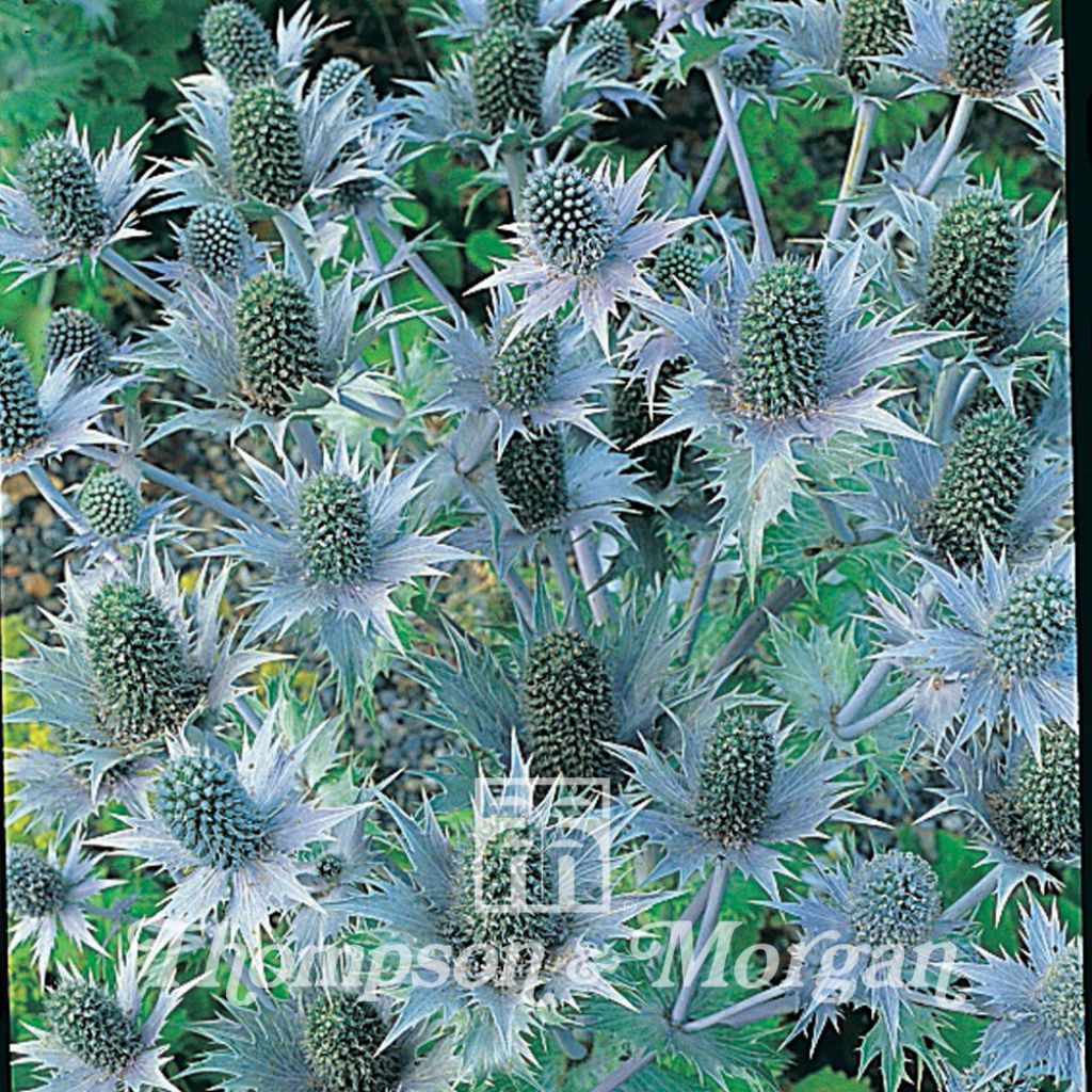 Eryngium giganteum Miss Willmotts Ghost - Cardo santo