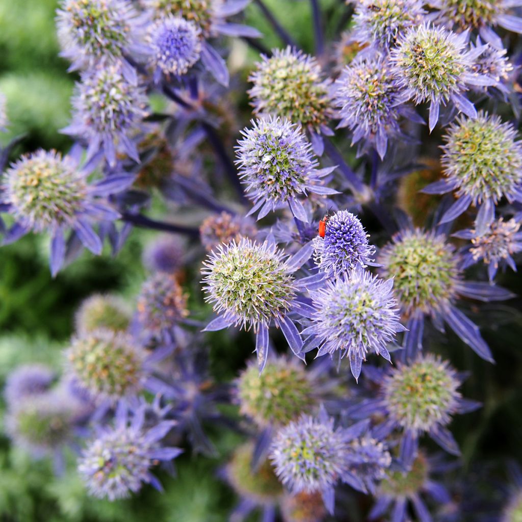 Eryngium planum Tiny Jackpot - Cardo plano