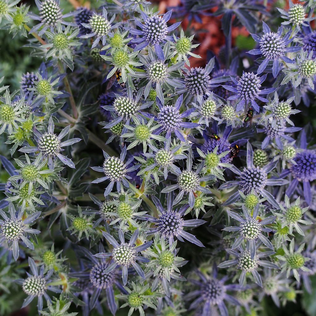 Eryngium planum Tiny Jackpot - Cardo plano