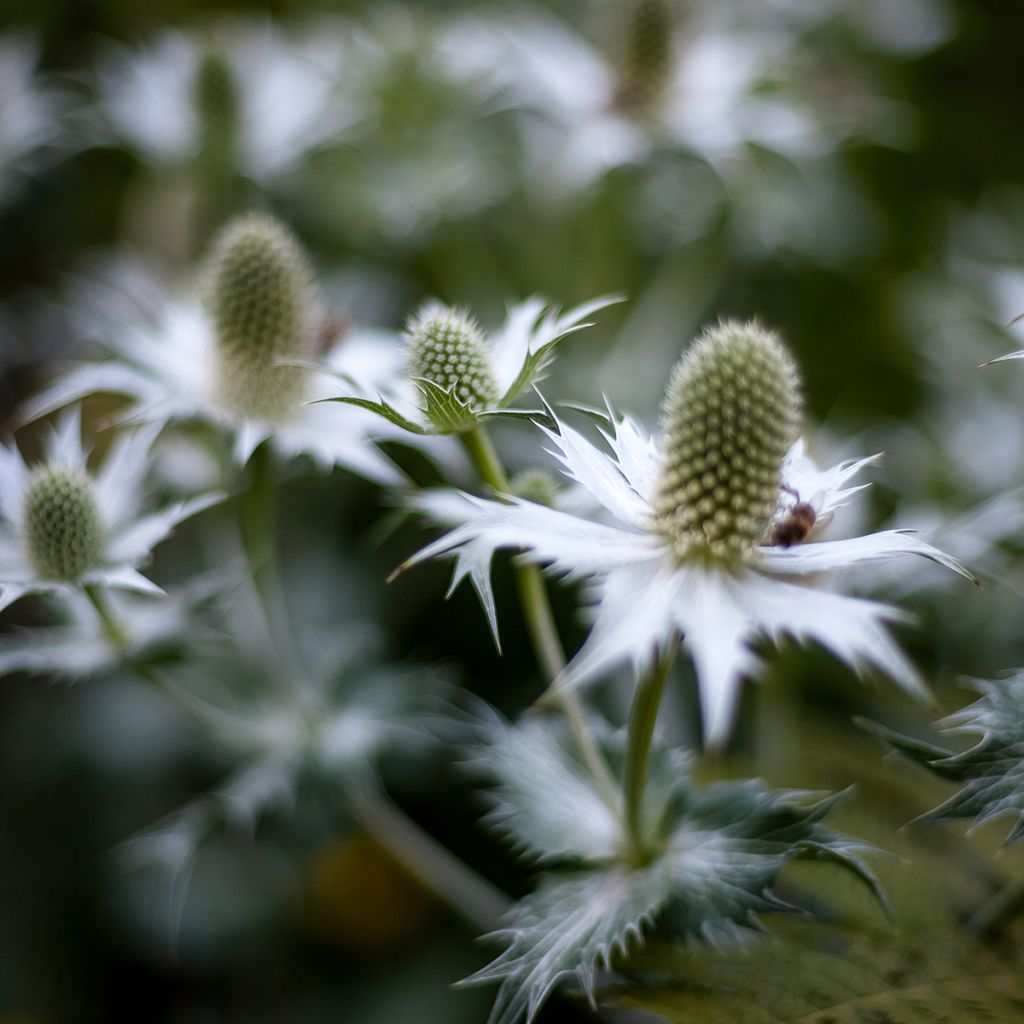 Eryngium agavifolium - Cardo de hoja de agave