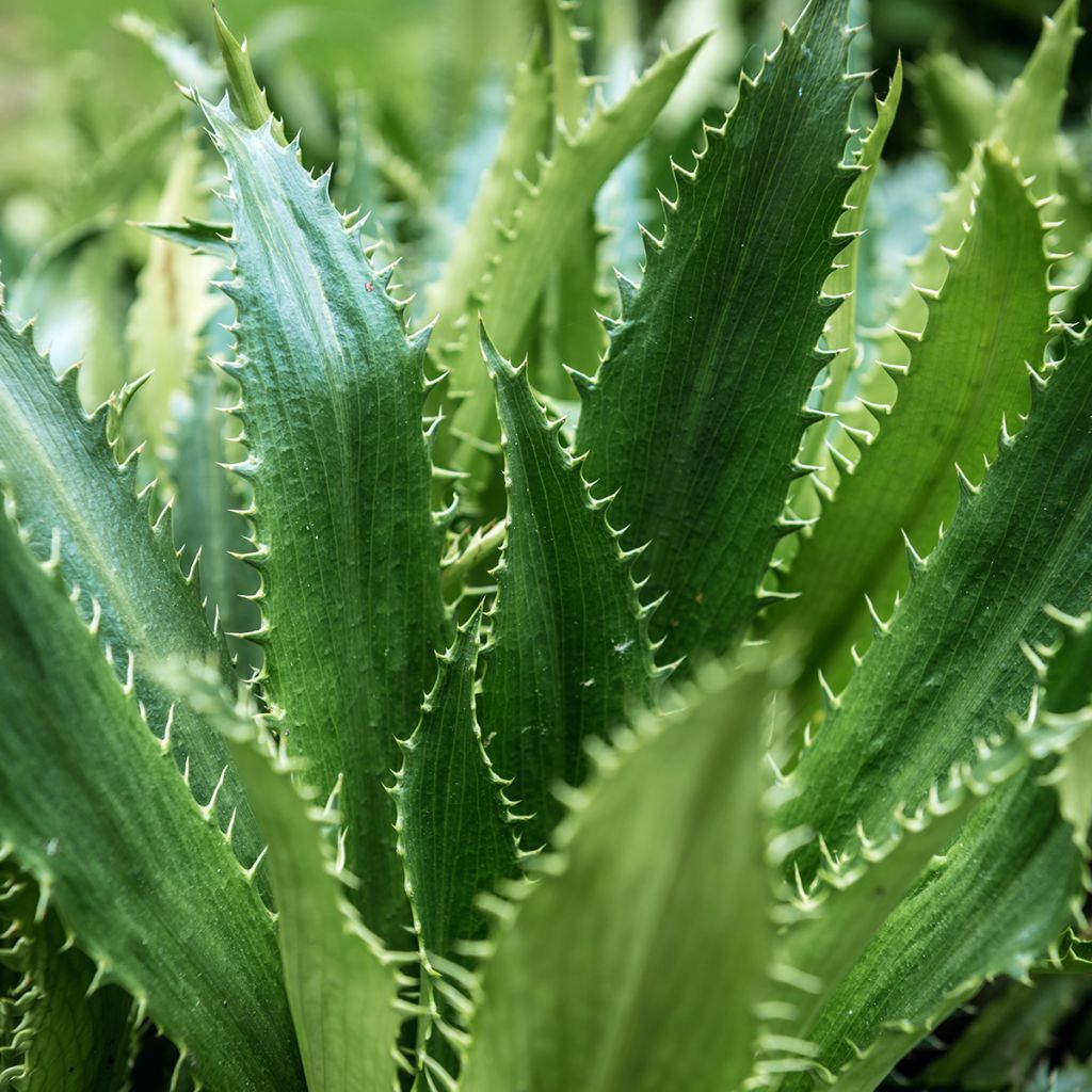 Eryngium agavifolium - Cardo de hoja de agave