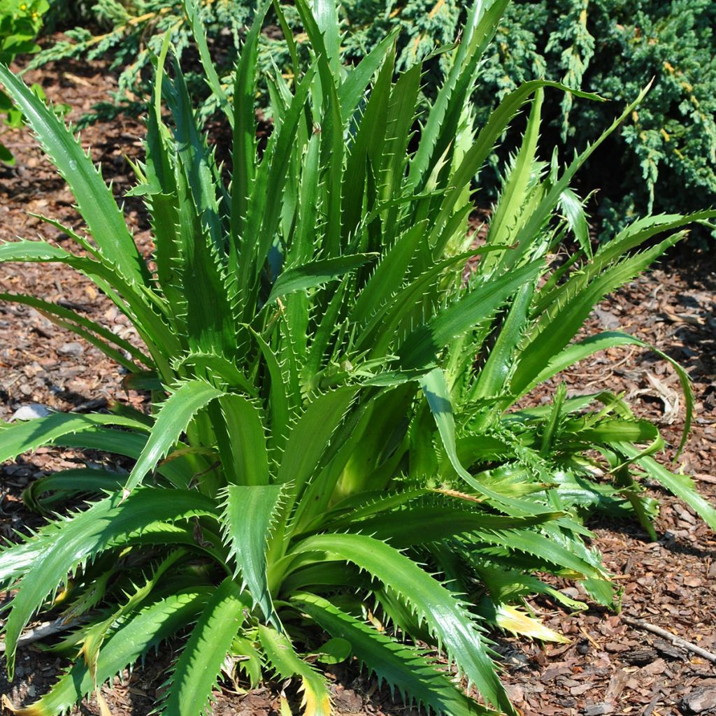 Eryngium agavifolium - Cardo de hoja de agave