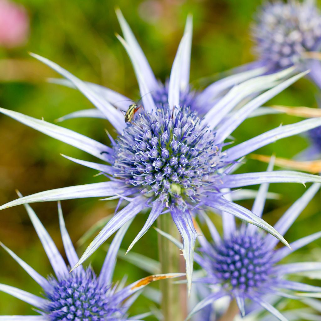 Eryngium bourgatii - Panizo de mar