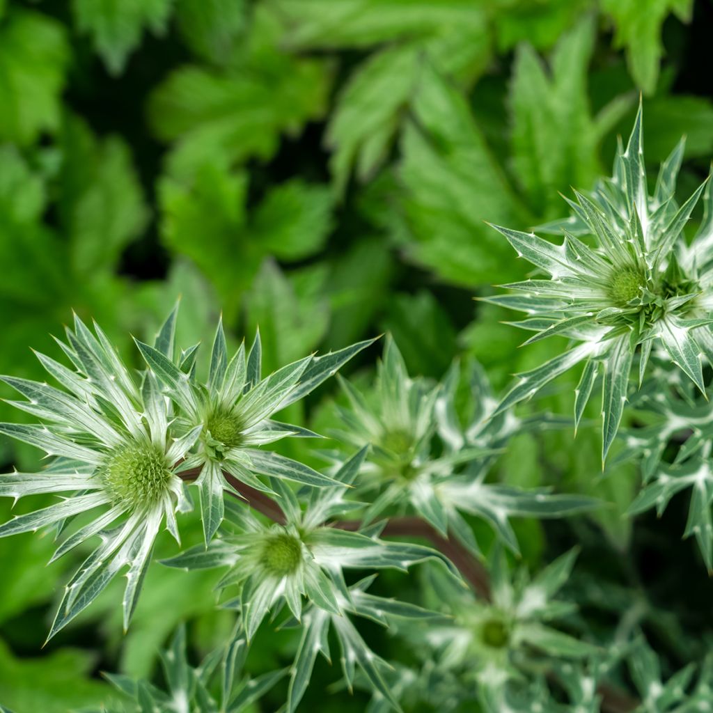 Eryngium bourgatii - Panizo de mar