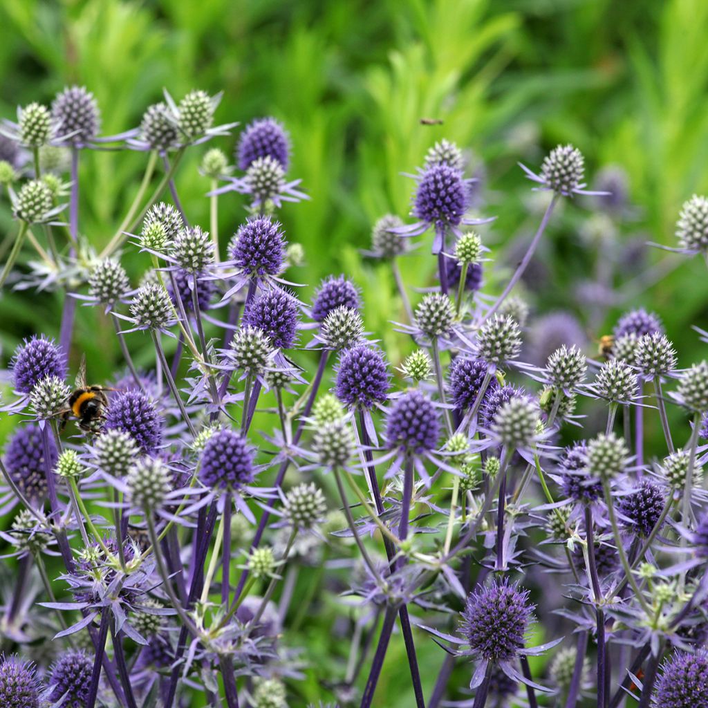 Eryngium bourgatii - Panizo de mar