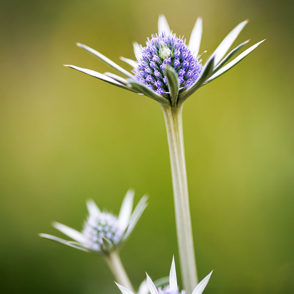 Eryngium bourgatii - Panizo de mar