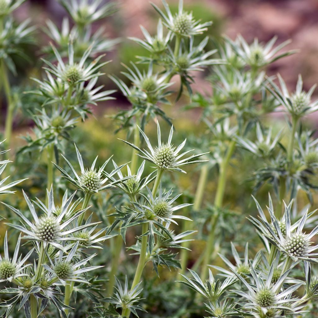 Eryngium bourgatii - Panizo de mar