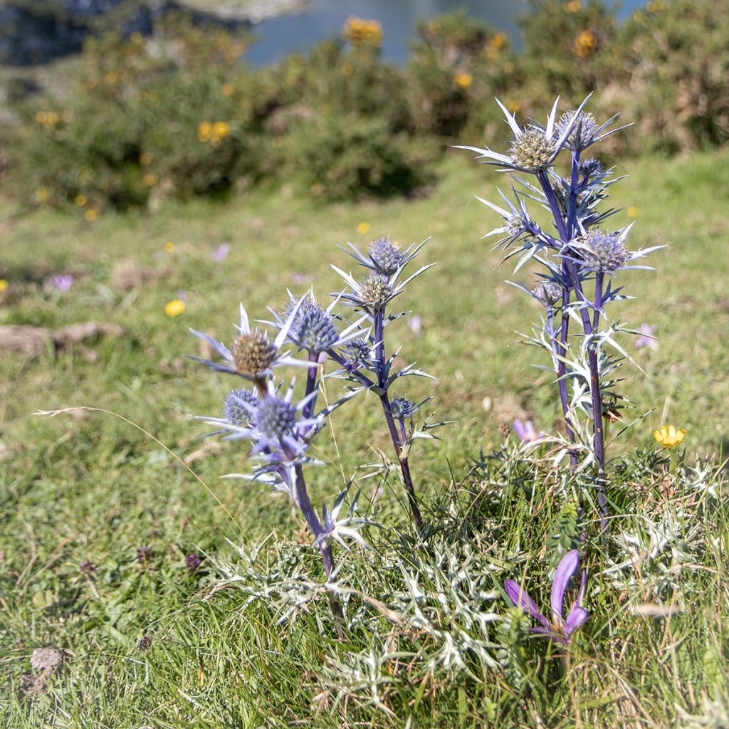 Eryngium bourgatii - Panizo de mar