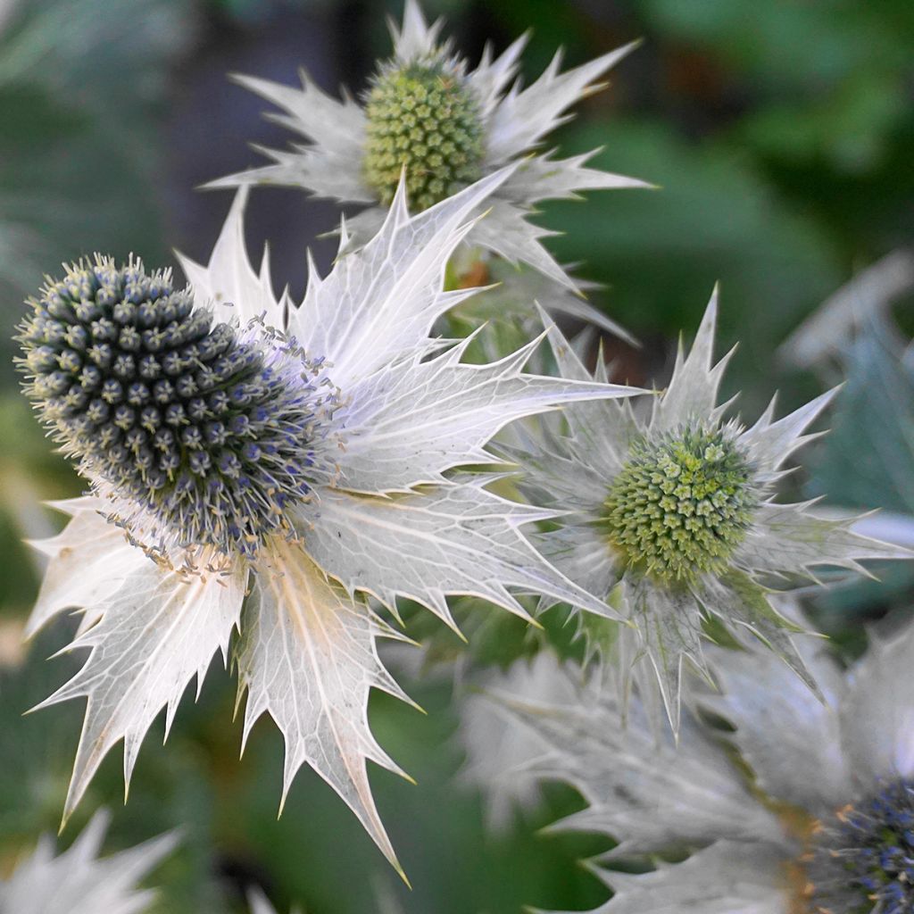 Eryngium giganteum - Cardo santo