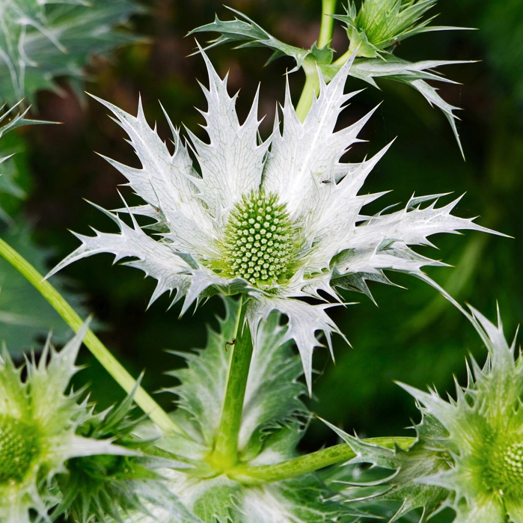 Eryngium giganteum - Cardo santo