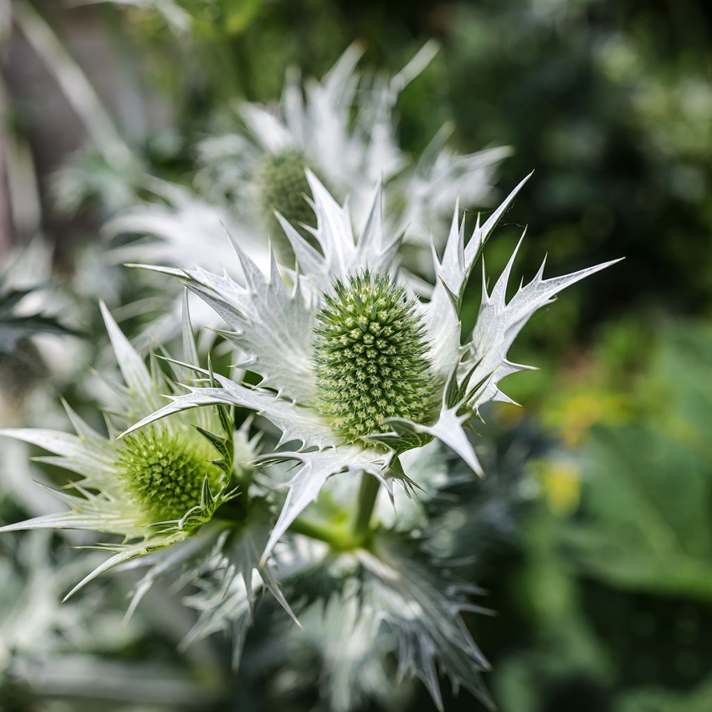 Eryngium giganteum - Cardo santo