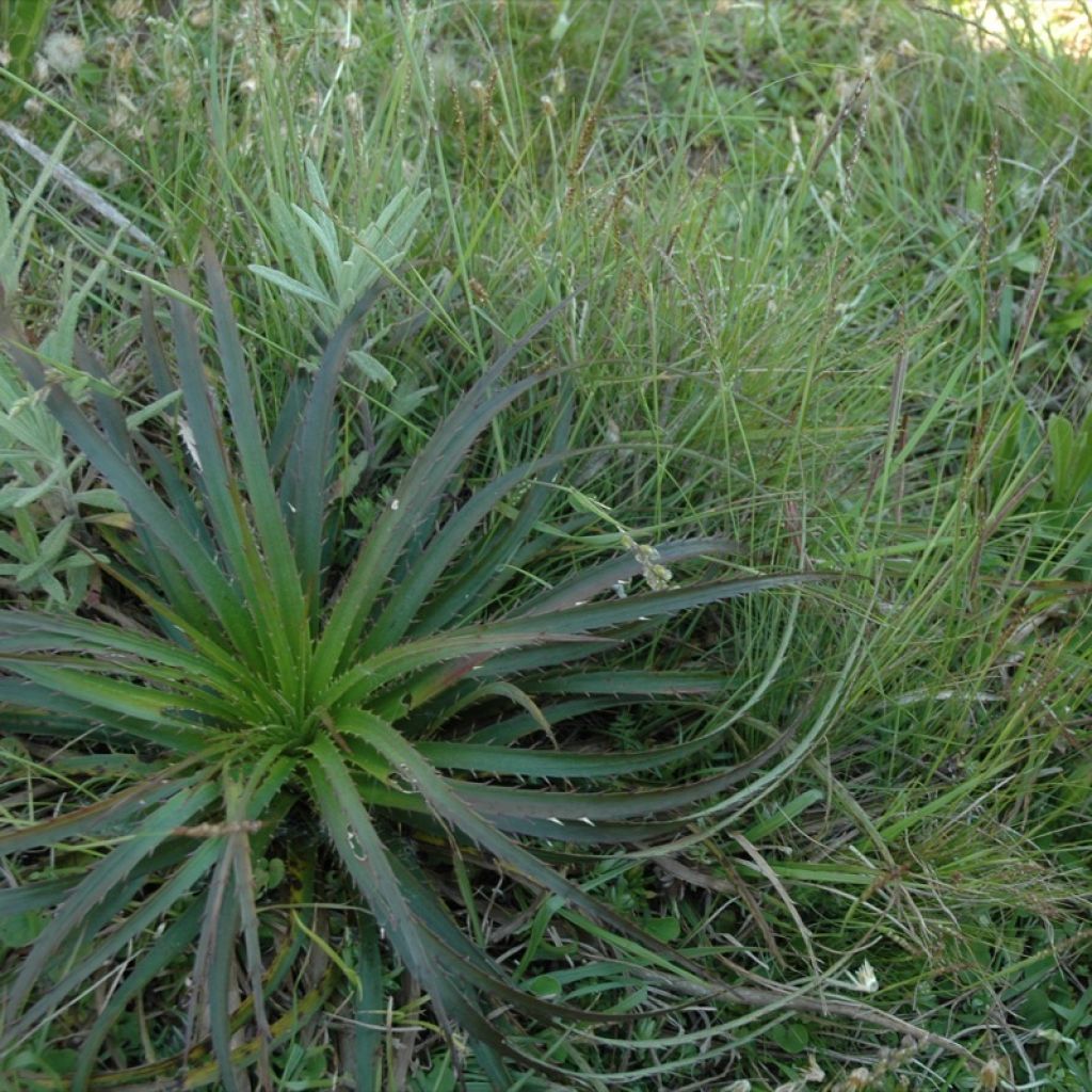 Eryngium horridum, Panicaut