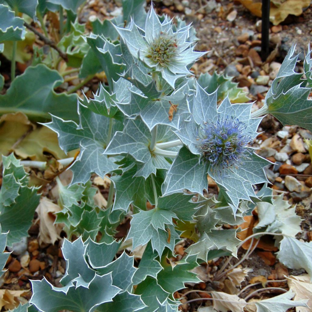 Eryngium maritimum - Panicaut maritime