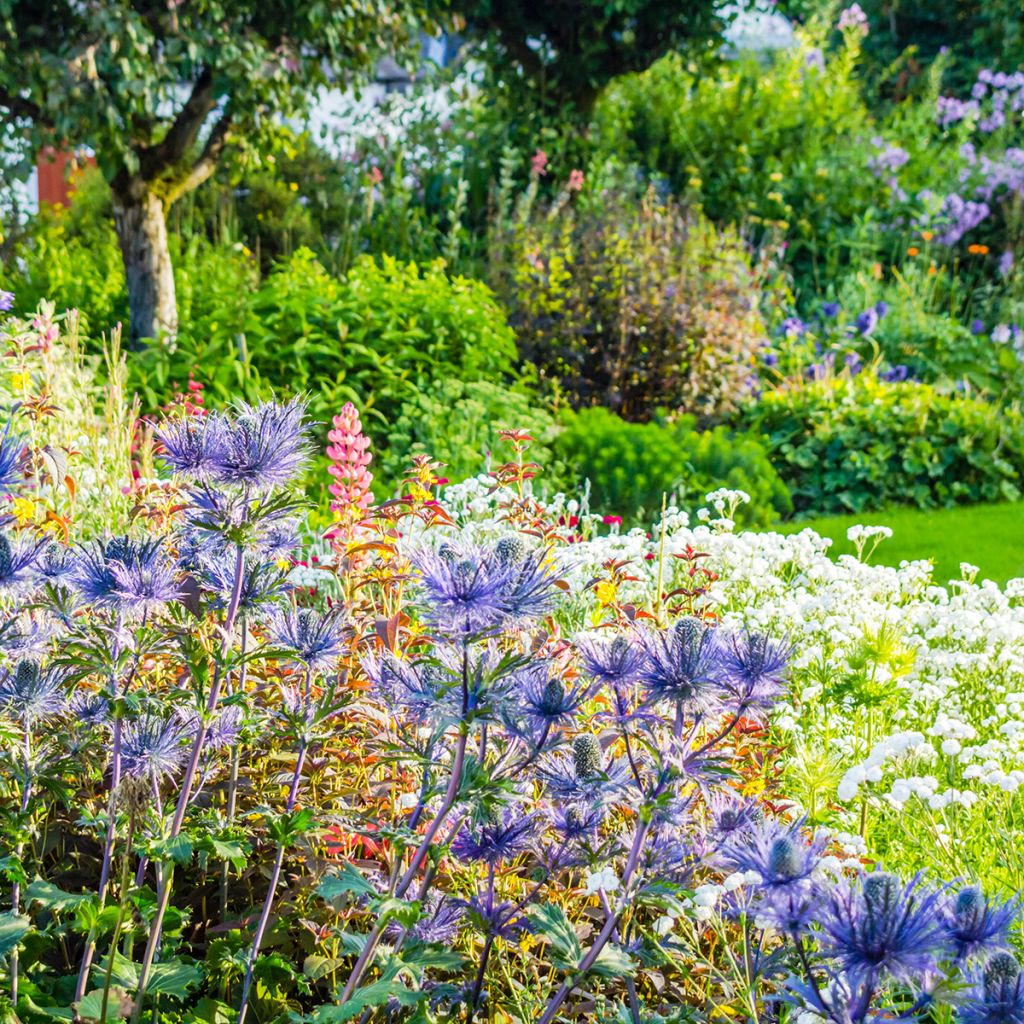 Eryngium oliverianum - Eringio