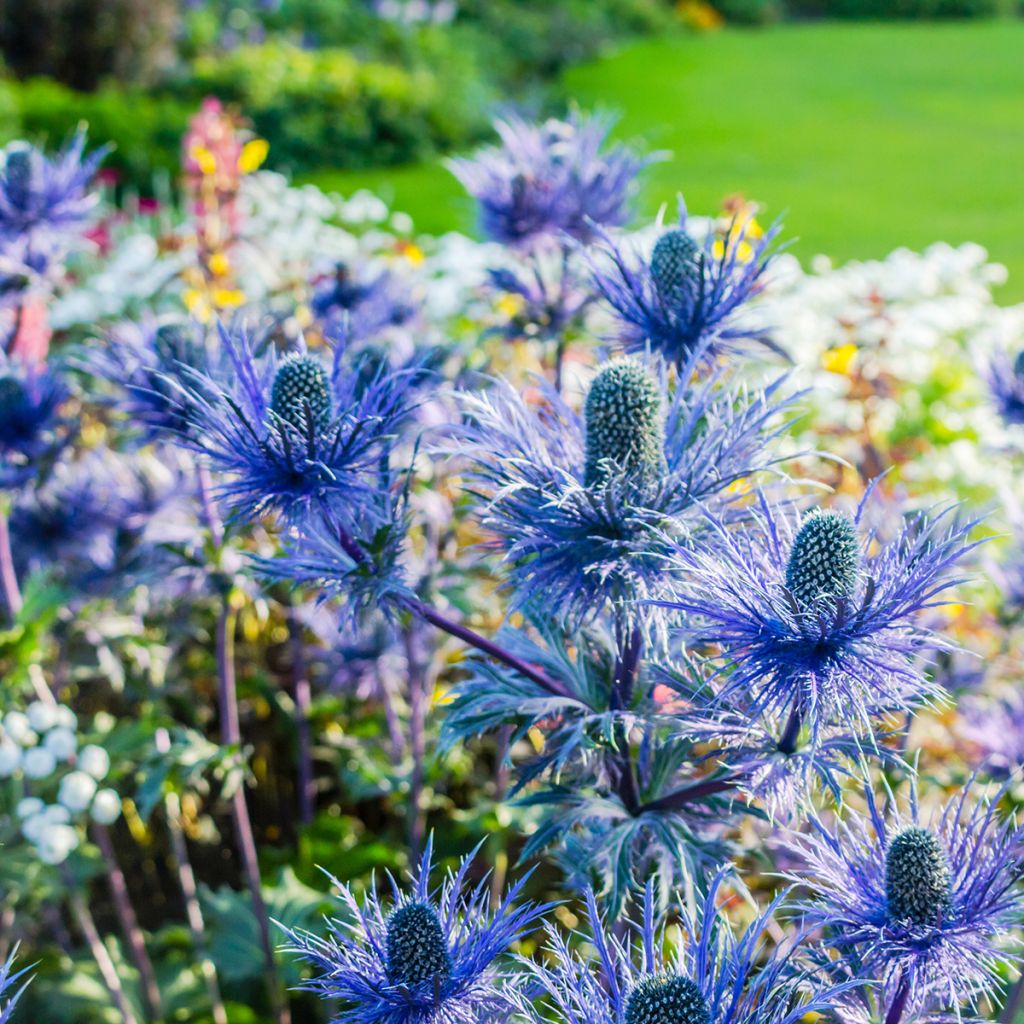 Eryngium oliverianum - Eringio