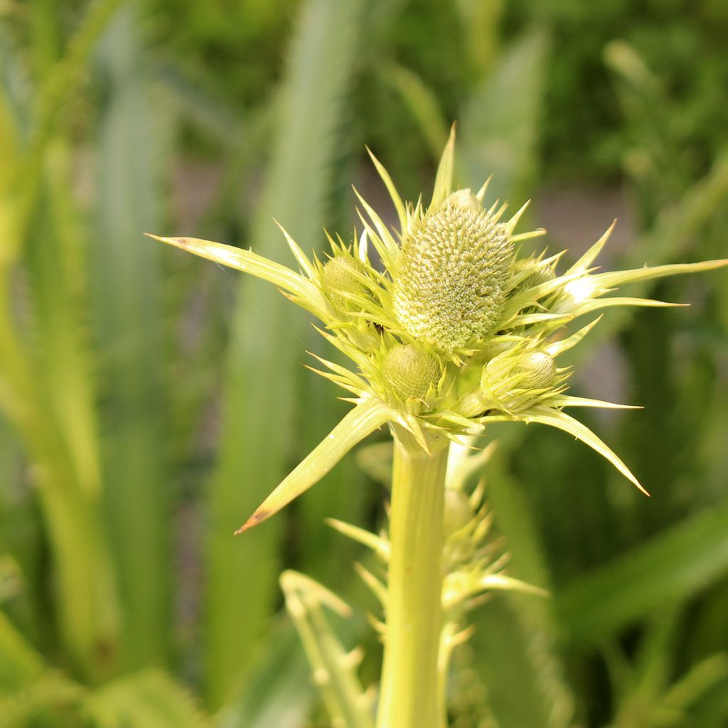 Eryngium pandanifolium - Cardo pandano