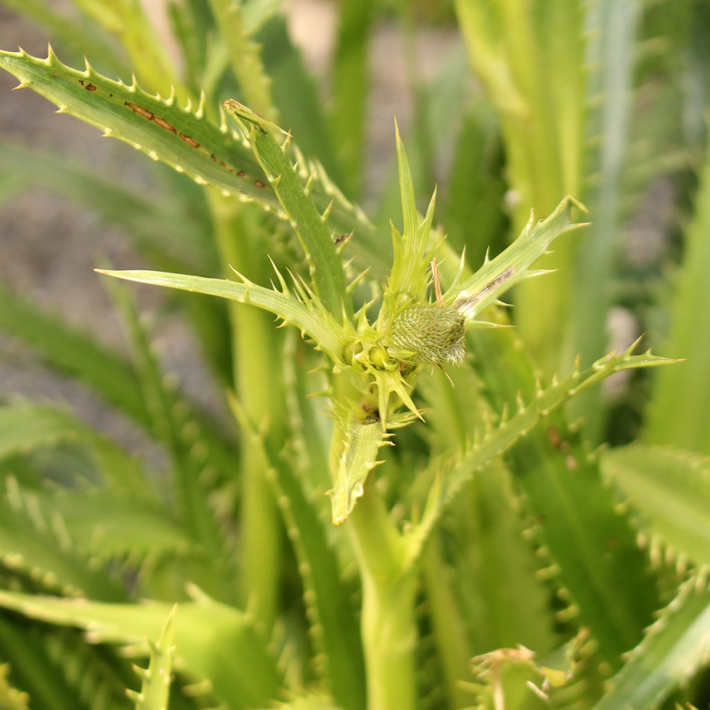 Eryngium pandanifolium - Cardo pandano