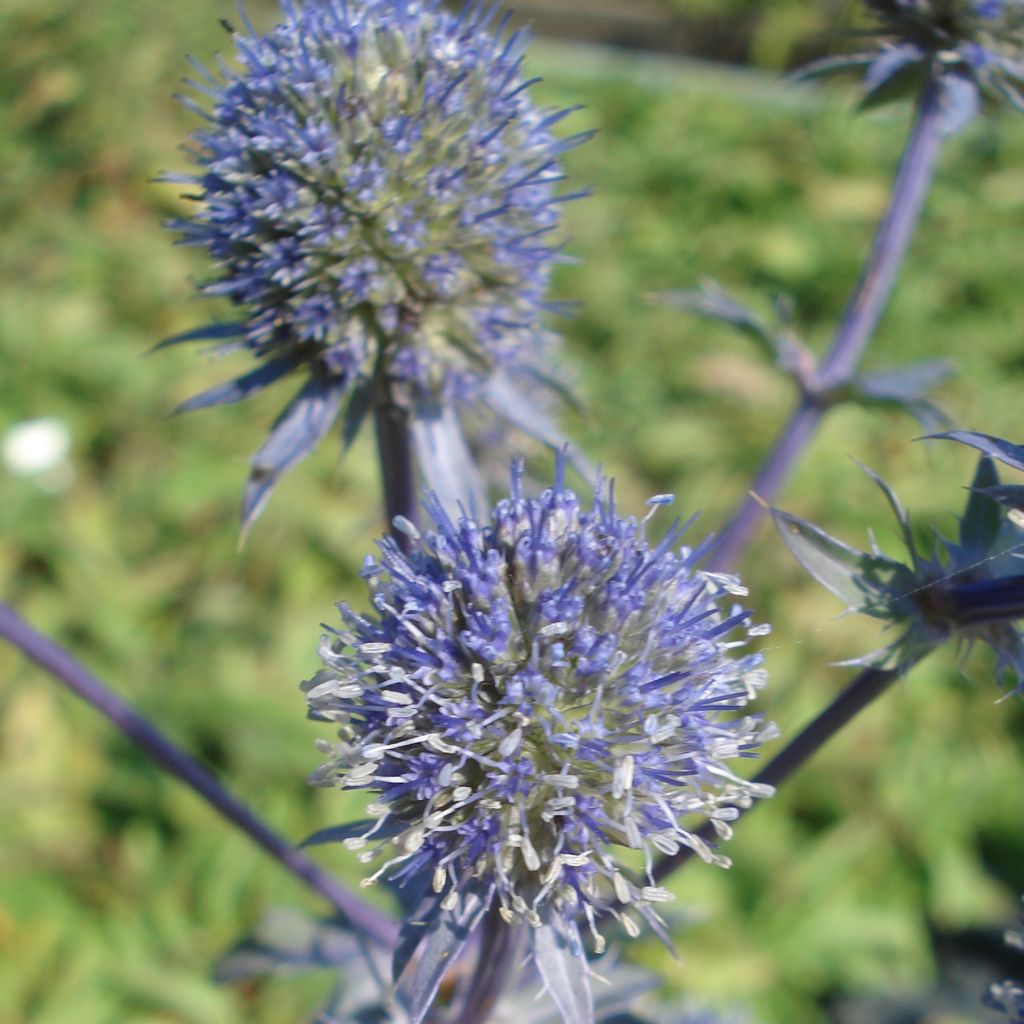 Eryngium planum Blauer Zwerg - Panicaut à feuilles planes - Chardon d'ornement