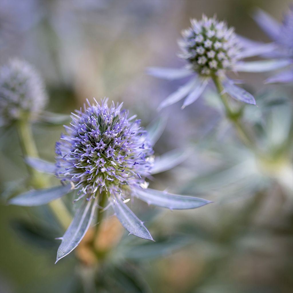 Eryngium planum Blauer Zwerg - Cardo plano