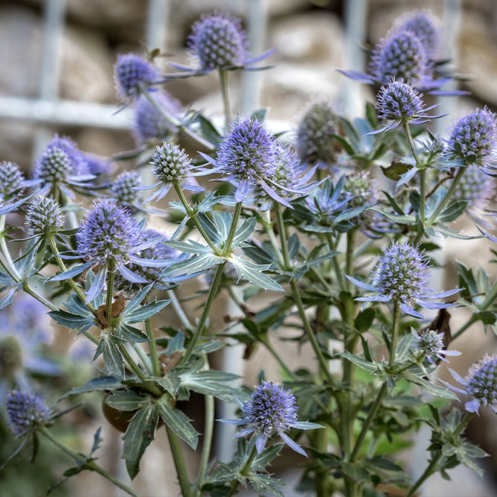 Eryngium planum Blauer Zwerg - Cardo plano