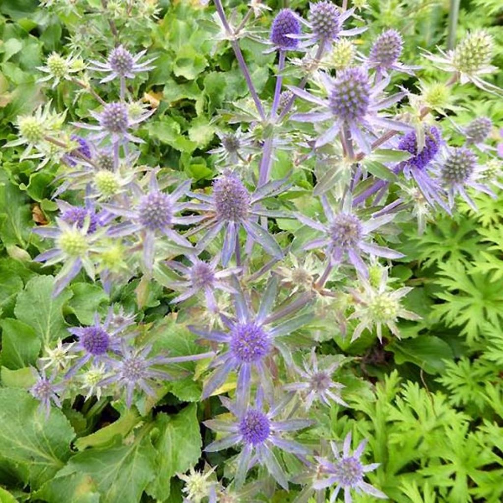 Eryngium planum Blue Hobbit - Cardo plano