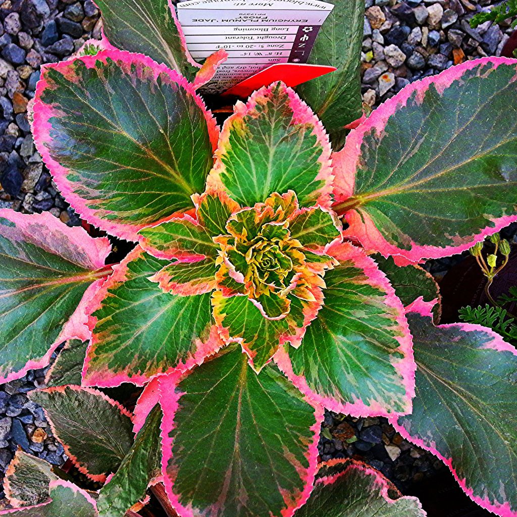 Eryngium planum Jade Frost - Panicaut à feuilles planes panachées