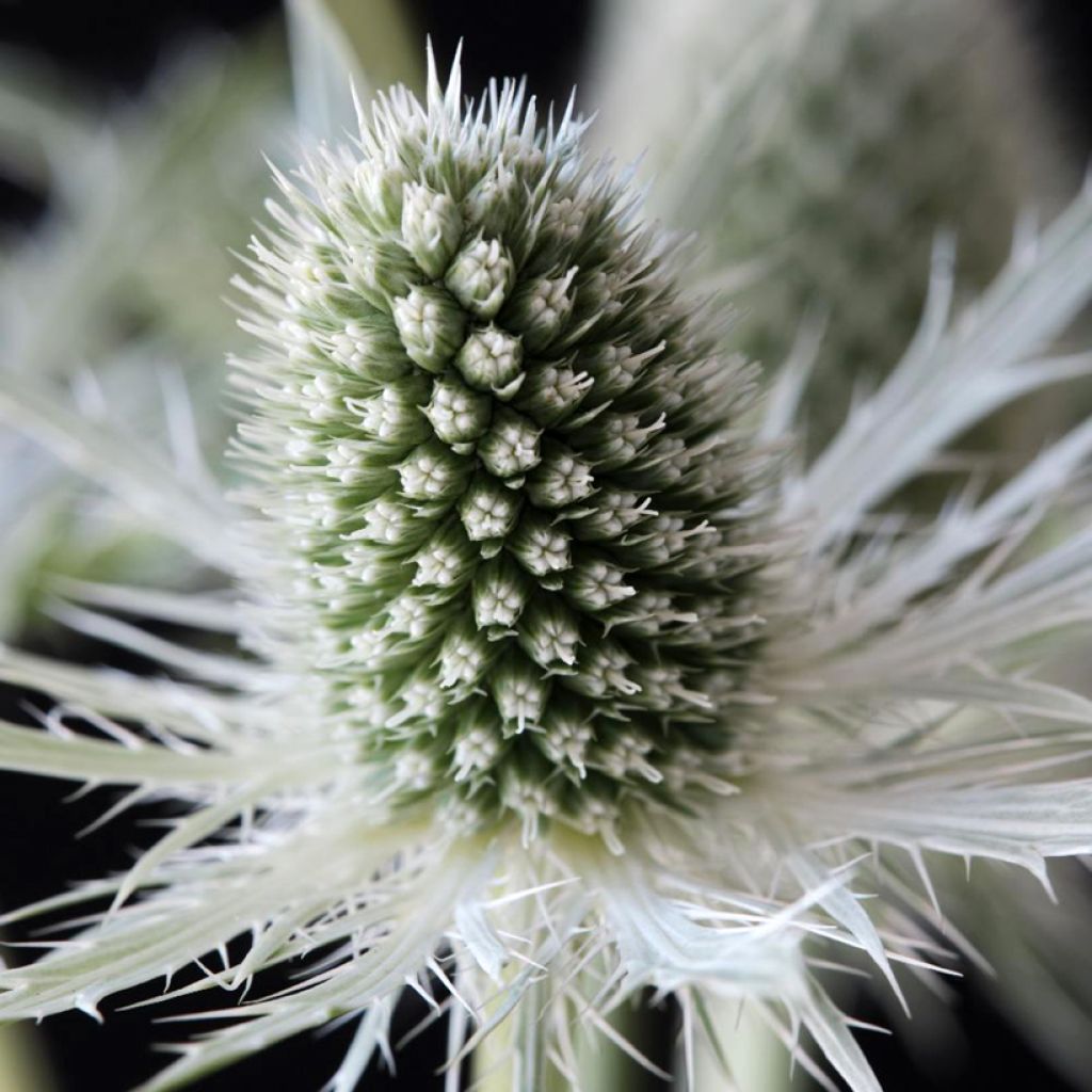 Eryngium planum Magical White Lagoon - Cardo plano