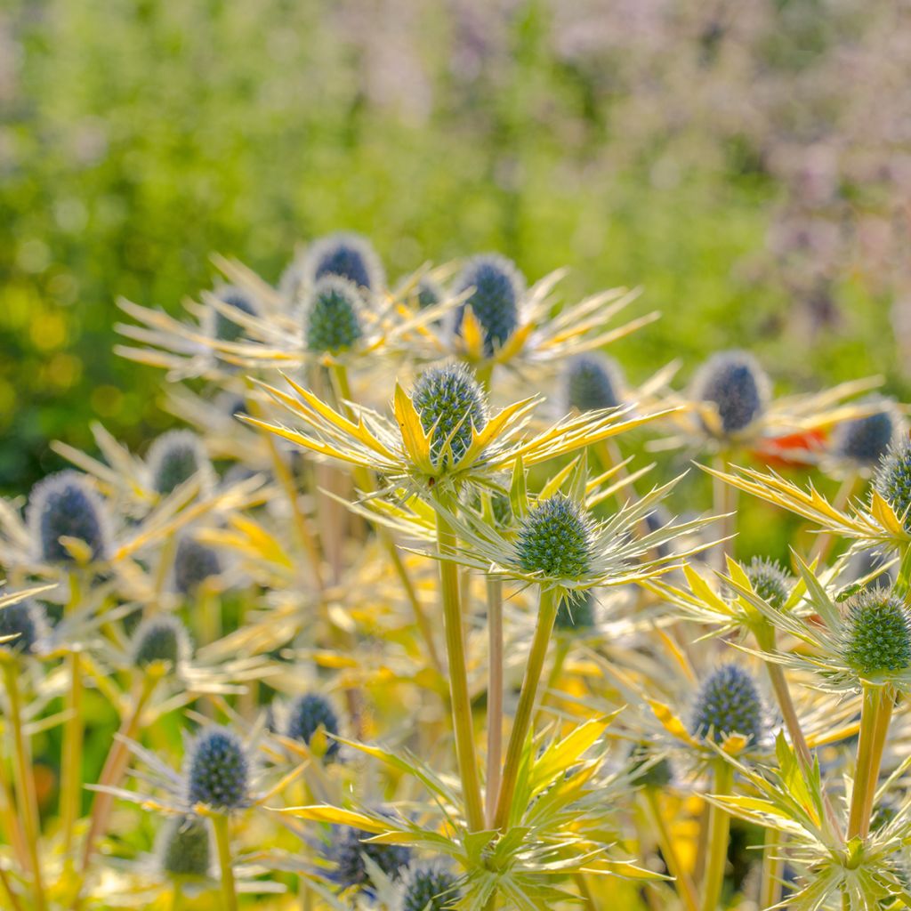 Eryngium planum Neptune's Gold - Cardo plano