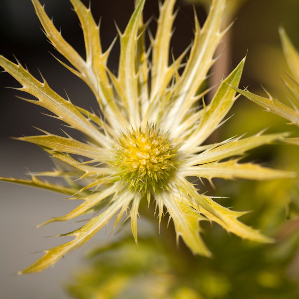 Eryngium planum Neptune's Gold - Cardo plano