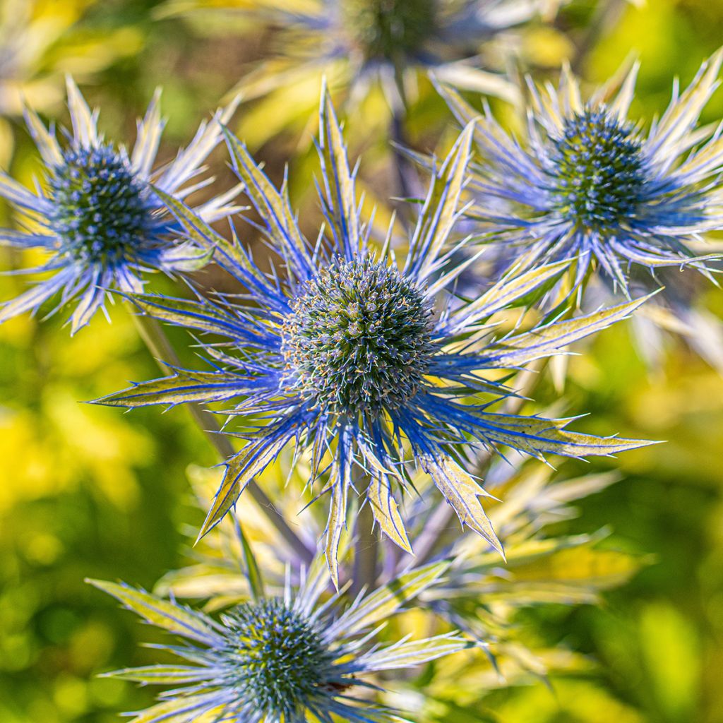 Eryngium planum Neptune's Gold - Cardo plano