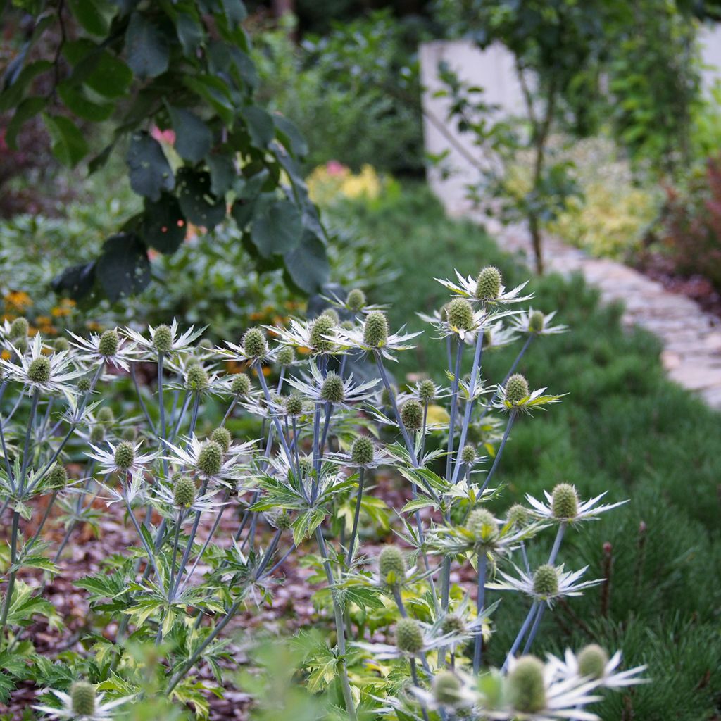 Eryngium planum Neptune's Gold - Cardo plano