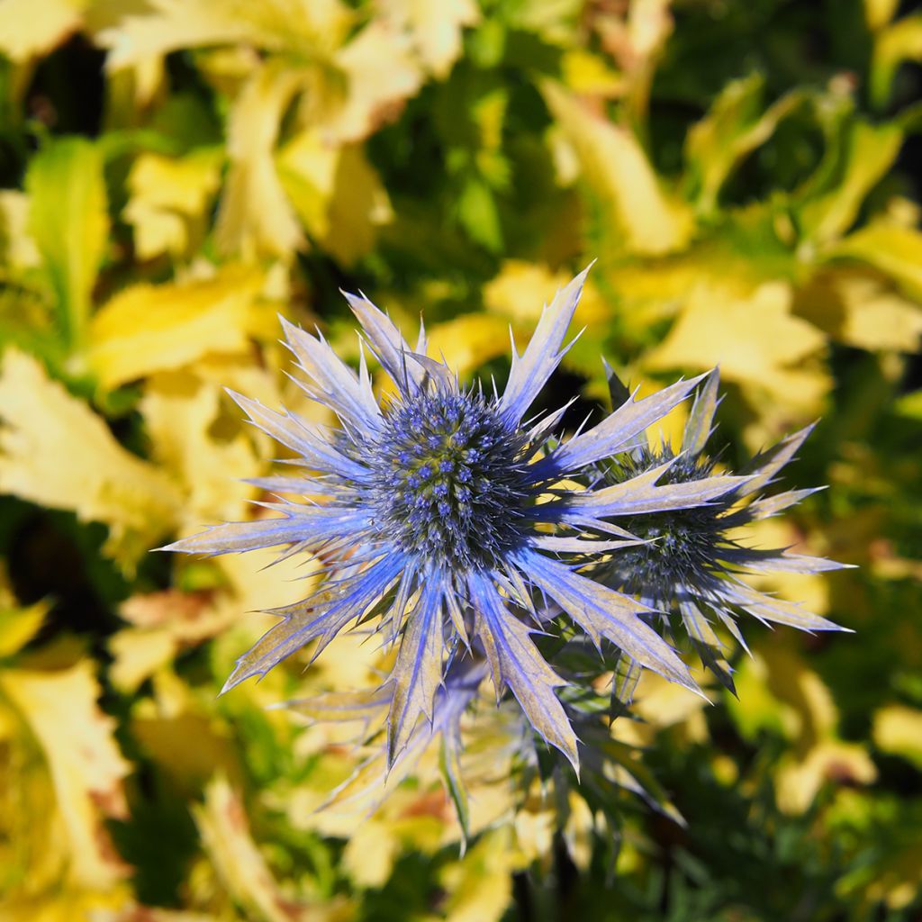 Eryngium planum Neptune's Gold - Cardo plano