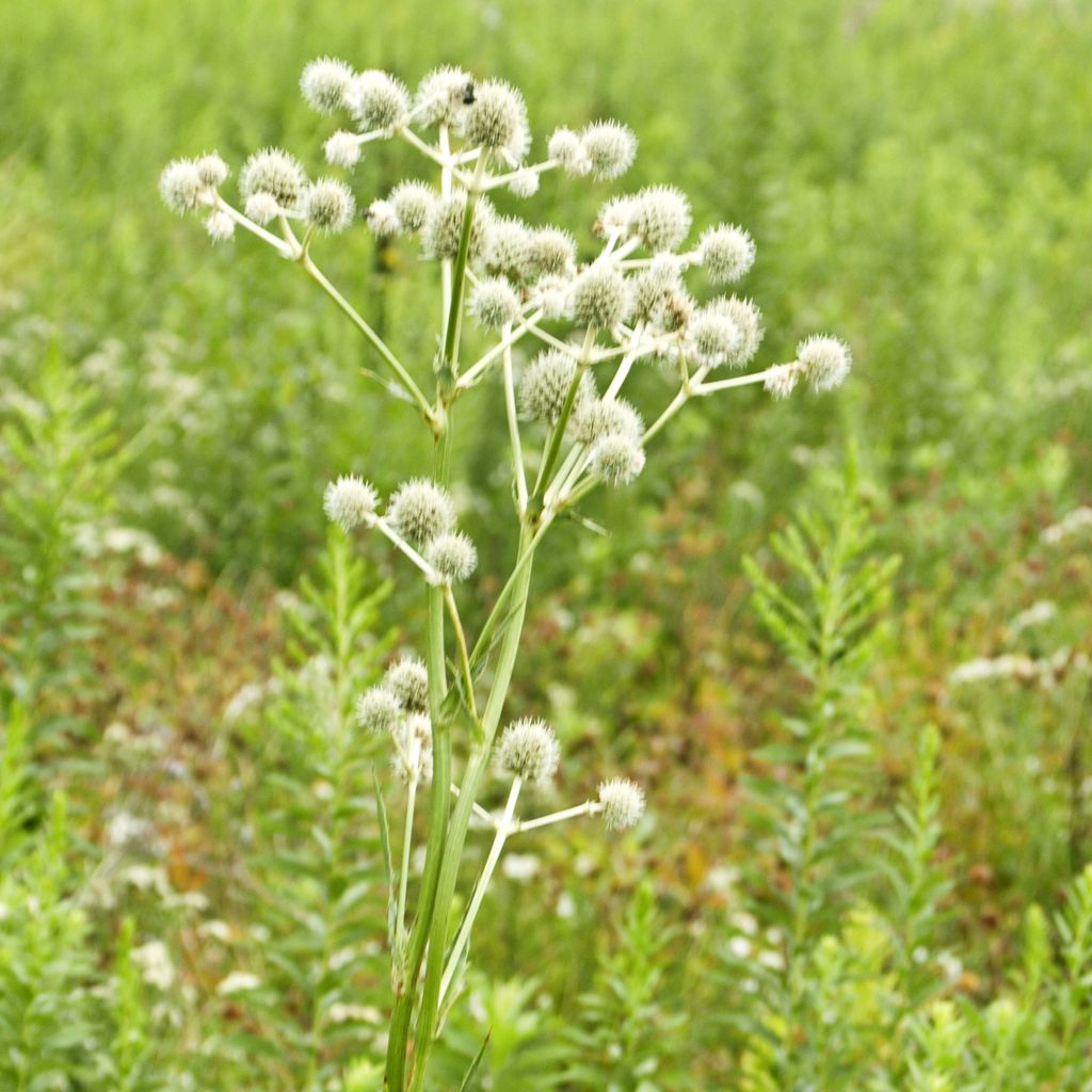 Eryngium yuccifolium, Panicaut