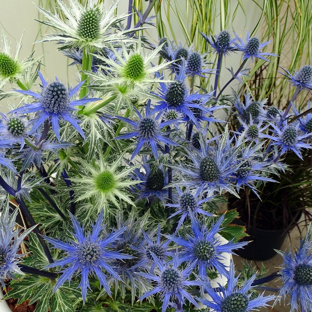 Eryngium zabelii Big Blue - Eringio